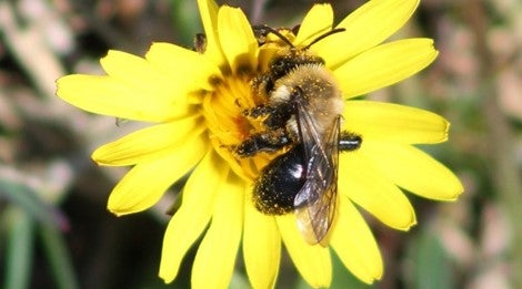 BlueModus Donates to Pollinator Partnership